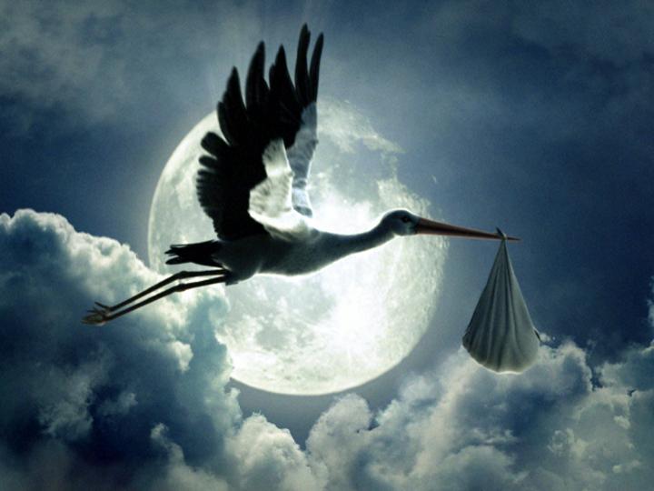 spontaneous stork spontaneous stork