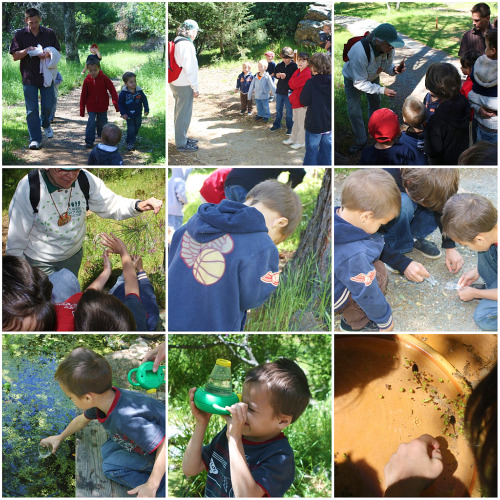 nature walk collage nature walk collage