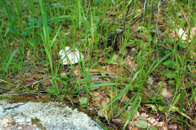 natures cupcake A Wild Mushroom - Nature's Cupcake